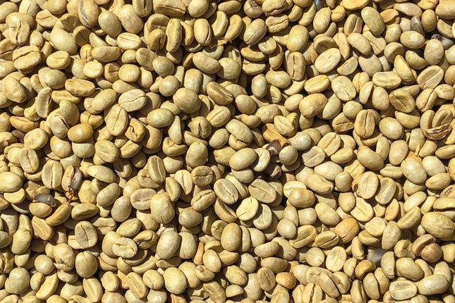 Llama la atención el color característico de esta variedad de café