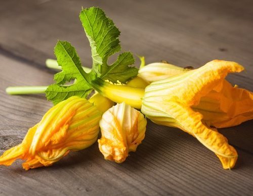 Flor de calabacín